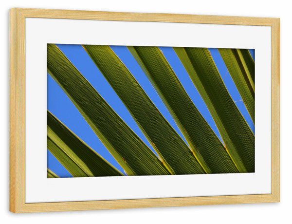 Poster mit Rahmen kiefer "Palmenblatt mit Himmel" artboxONE - Natur,Floral - Palmenblatt,Pflanze,Palme