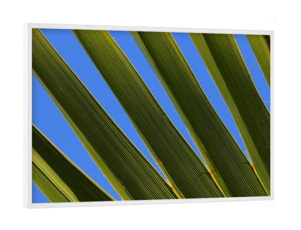 Poster mit weißem Rahmen "Palmenblatt mit Himmel" artboxONE - Natur,Floral - Palmenblatt,Pflanze,Palme