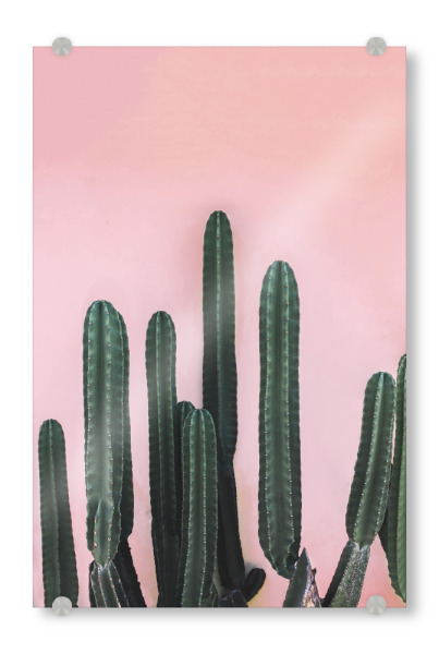 Acrylglasbild "Saguaro" artboxONE - Natur - Cactus,Saguaro,Green,Pink,Peach,Mexico,Cacti