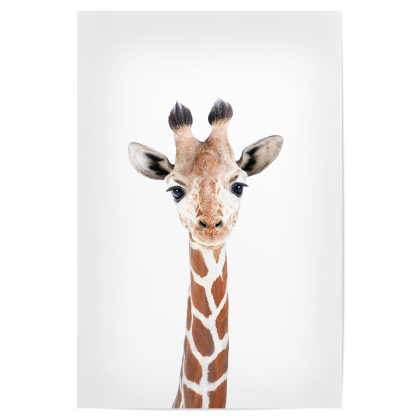 Poster "Little Giraffe" artboxONE - Tiere - Giraffe,Baby giraffe,Animals,Safari,Zoo,Photography,Portrait,Peekaboo