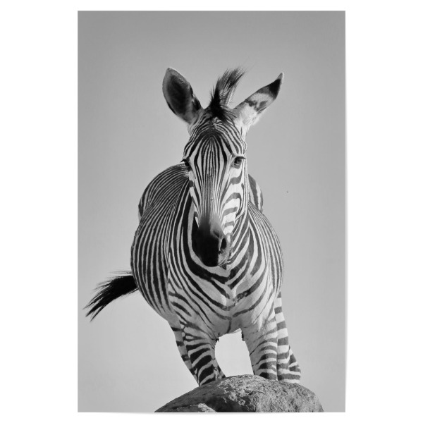 Poster 30x20 cm "Zebra Aktion" artboxONE - Tiere,Schwarzweiß,Reise / Afrika - Zebra,Aktion,Afrika