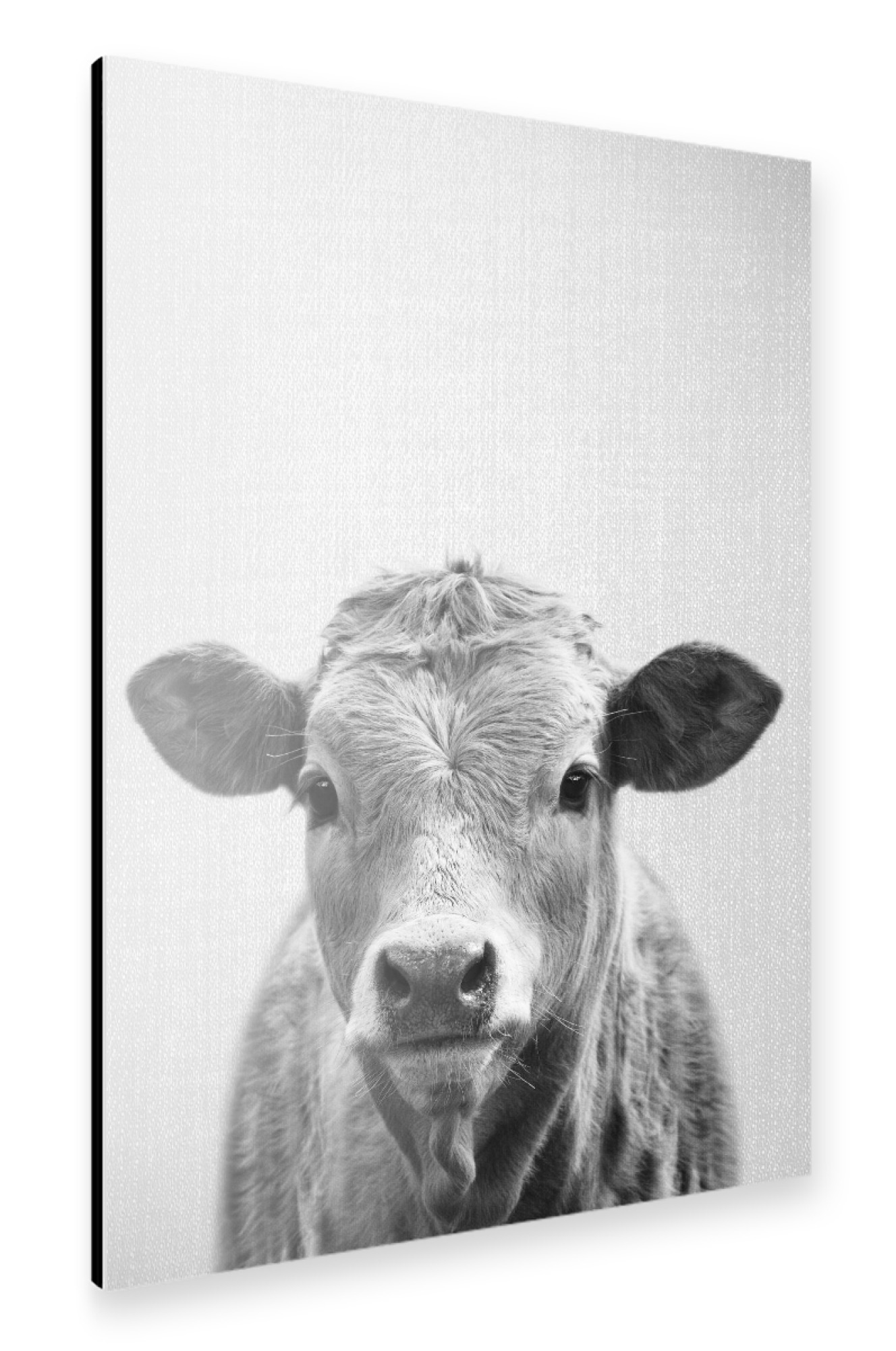 Alu-Dibond "Cow - Black & White" 75x50 cm artboxONE