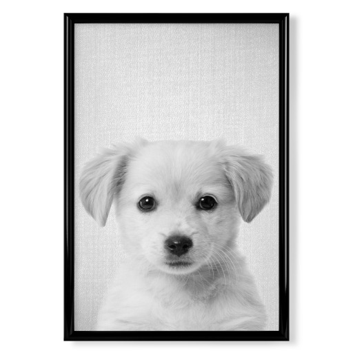 Golden Retriever Puppy - B & W