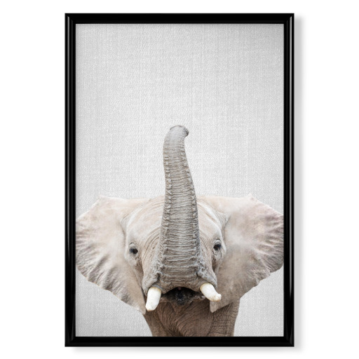 Elephant - Colorful