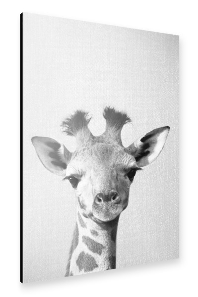 Alu-Dibond "Baby Giraffe - Black & White" 30x20 cm artboxONE
