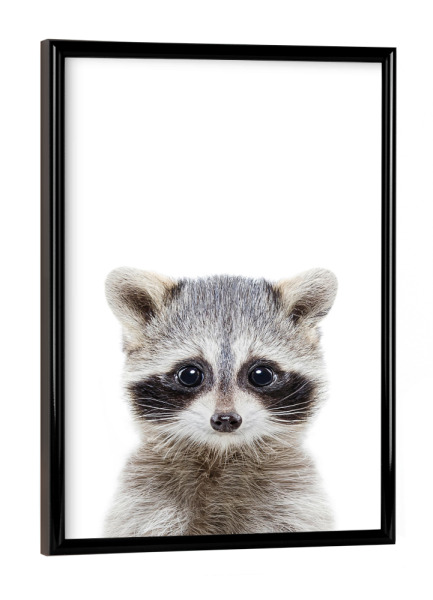 Poster mit schwarzem Rahmen "Baby Racoon" artboxONE - Für Kinder,Tiere,Schwarzweiß - Racoon,Animal,Forest,Woodland,Nursery art,Baby