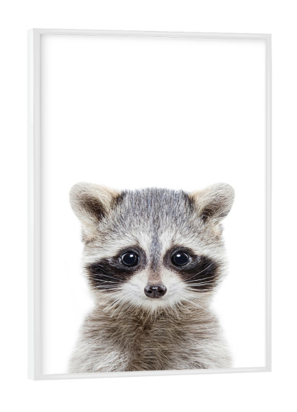 Poster mit weißem Rahmen "Baby Racoon" artboxONE - Für Kinder,Tiere,Schwarzweiß - Racoon,Animal,Forest,Woodland,Nursery art,Baby