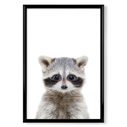 Baby Racoon