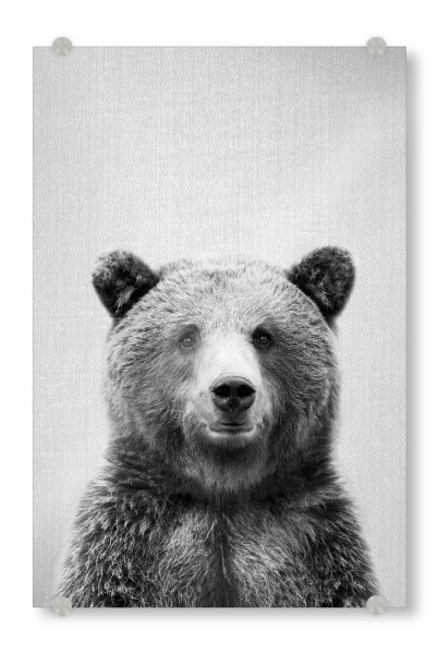 Acrylglasbild "Grizzly Bear - Black & White" artboxONE - Für Kinder,Tiere,Schwarzweiß