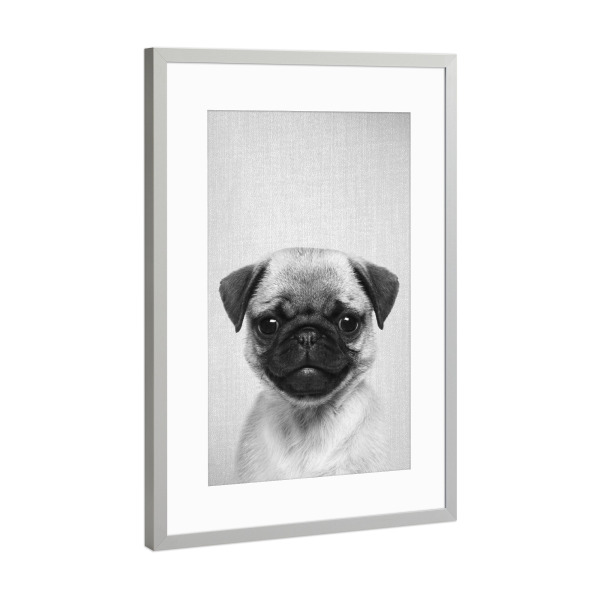 Poster mit Rahmen Silber "Pug Puppy - Black & White" artboxONE - Für Kinder,Tiere,Schwarzweiß