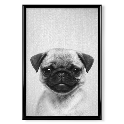 Pug Puppy - Black & White