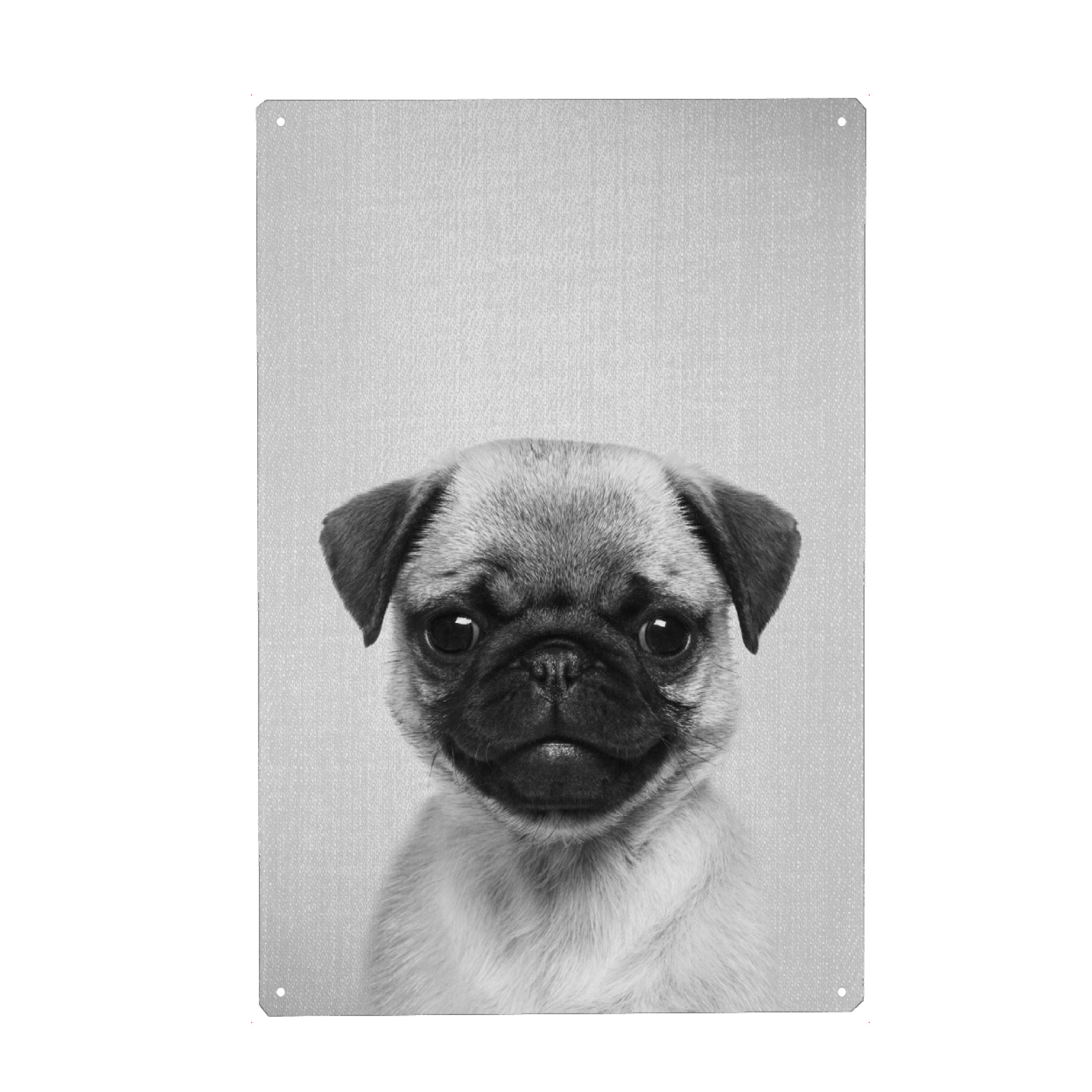 Metall Poster "Pug Puppy - Black & White" artboxONE - Für Kinder,Tiere,Schwarzweiß