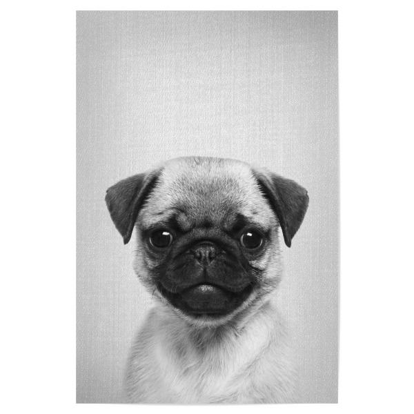 Poster "Pug Puppy - Black & White" artboxONE - Für Kinder,Tiere,Schwarzweiß