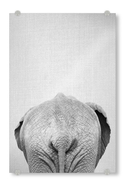 Acrylglasbild "Elephant Tail - Black & White" artboxONE - Für Kinder,Tiere,Schwarzweiß,Reise / Afrika