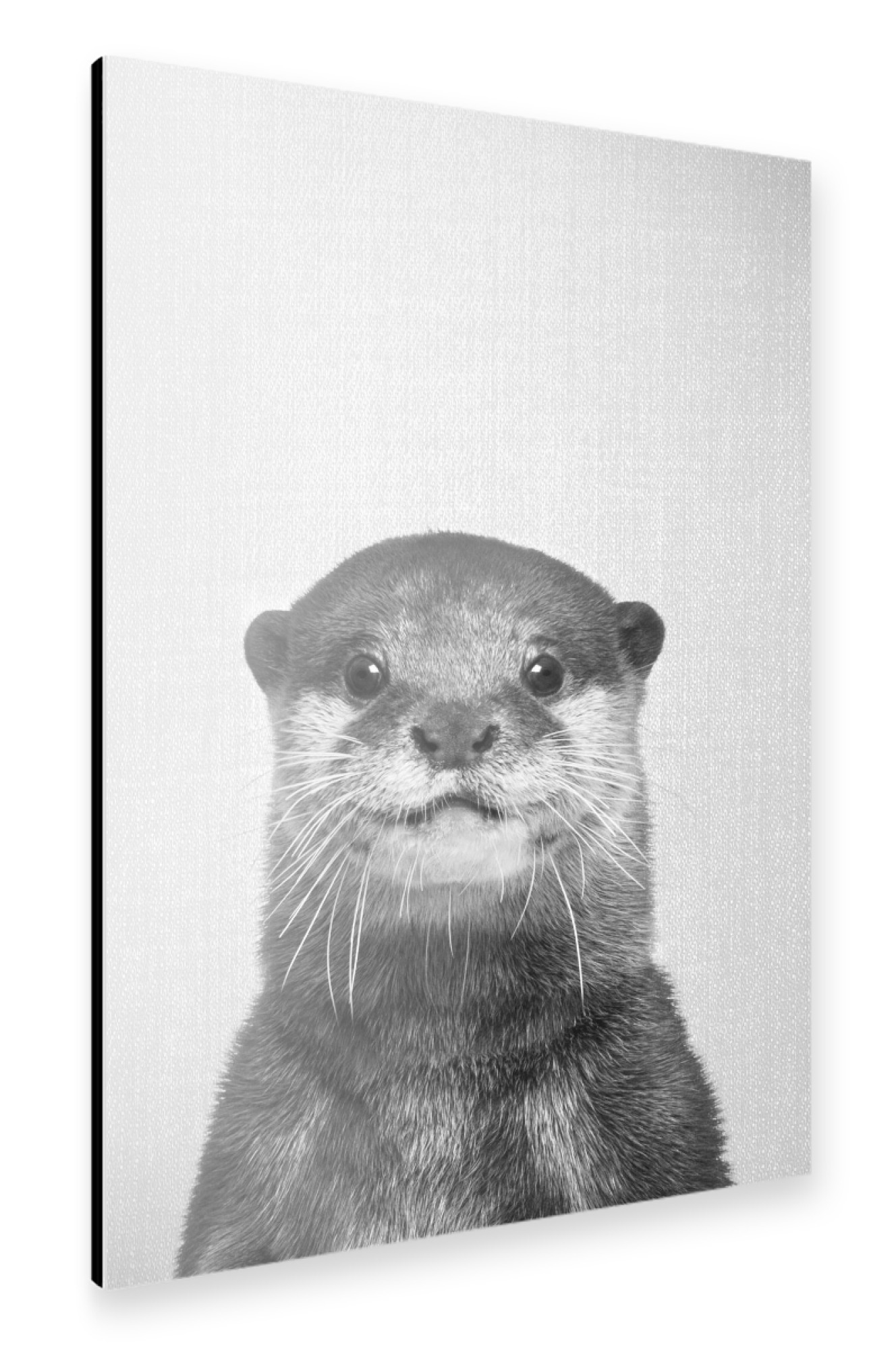 Alu-Dibond "Otter - Black & White" 75x50 cm artboxONE