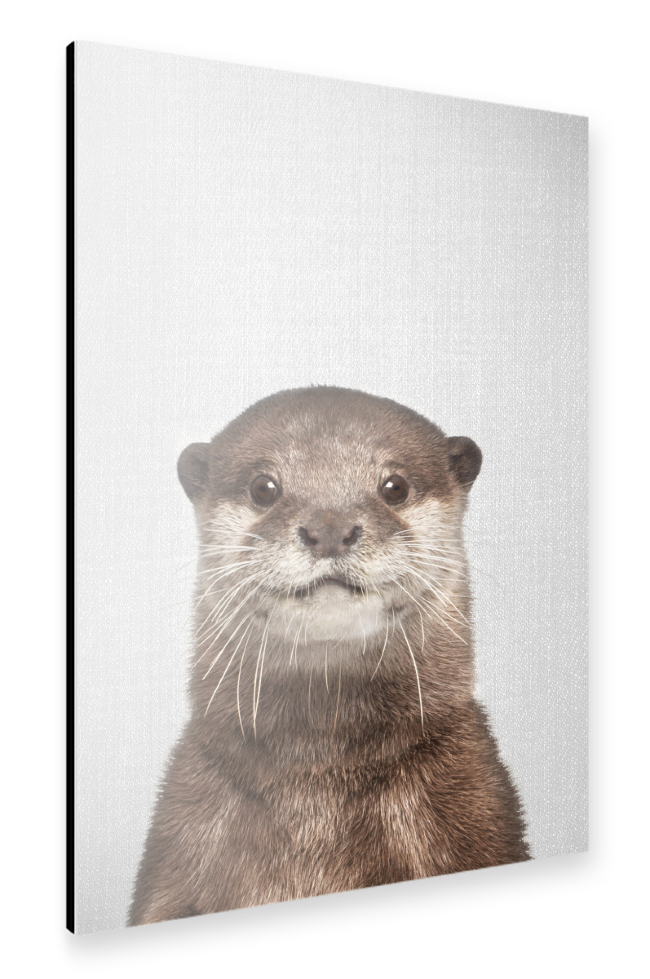 Alu-Dibond "Otter - Colorful" 75x50 cm artboxONE