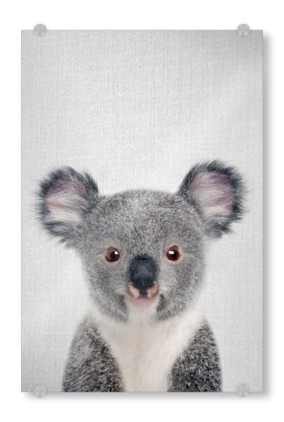 Acrylglasbild "Baby Koala - Colorful" artboxONE - Für Kinder,Tiere - Animal,Animals,Baby,Koala,Wild,Wildlife,Nursery,Australian,Forest,Woodlands,Bear