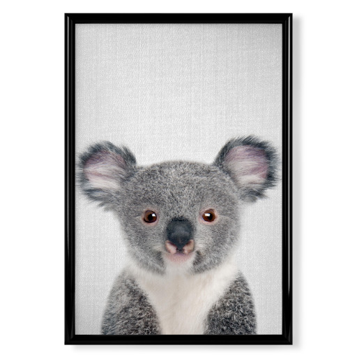 Baby Koala - Colorful