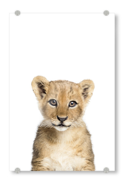 Acrylglasbild "Baby Lion Cub" artboxONE - Für Kinder,Tiere - Lion,Lion cub,Baby,Animals,Safari,Zoo,Photography,Animal art,Nursery decor