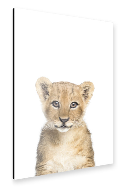 Alu-Dibond "Baby Lion Cub" 30x20 cm artboxONE
