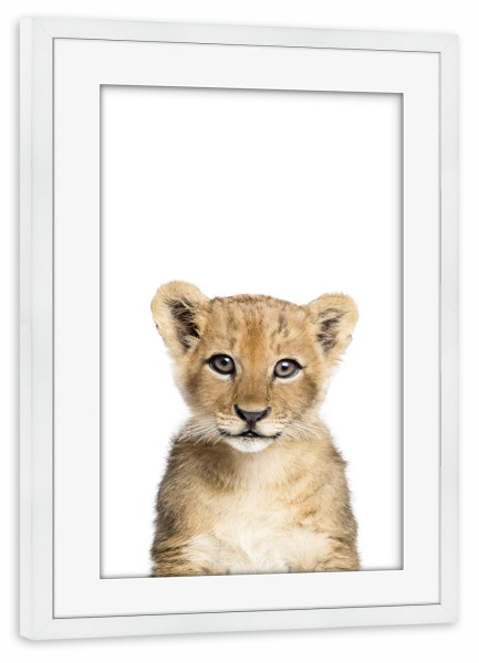 Poster mit Rahmen weiß "Baby Lion Cub" artboxONE - Für Kinder,Tiere - Lion,Lion cub,Baby,Animals,Safari,Zoo,Photography,Animal art,Nursery decor