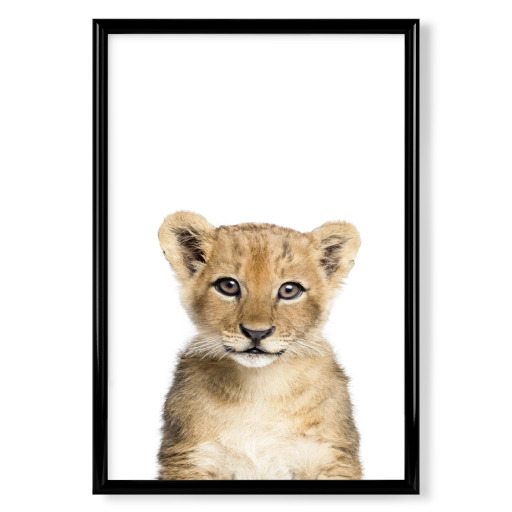 Baby Lion Cub