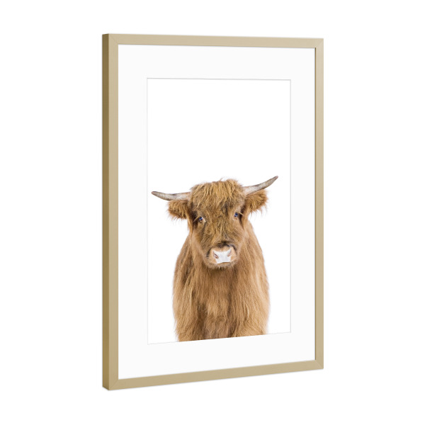 Poster mit Rahmen Gold "Highland Calf" artboxONE - Für Kinder,Tiere - Cow,Highland cow,Farm,Calf,Animals,Nursery,Children