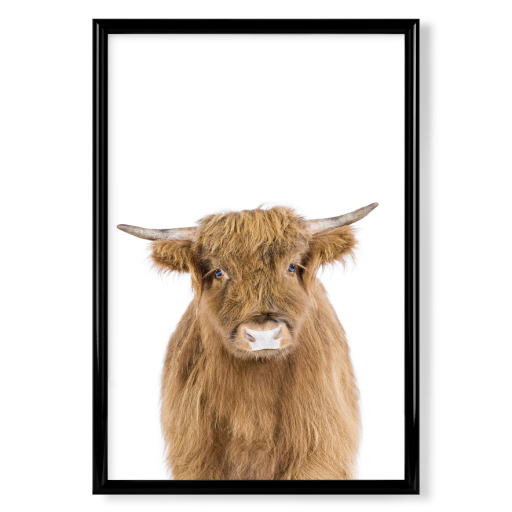 Highland Calf