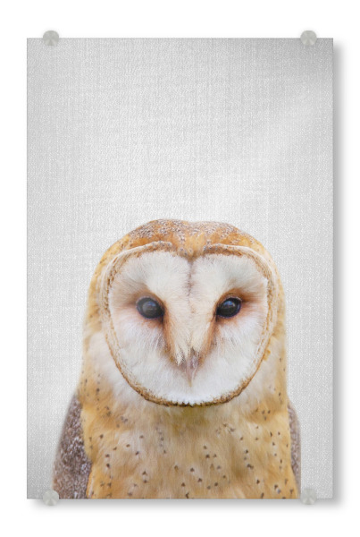 Acrylglasbild "Owl - Colorful" artboxONE - Natur,Für Kinder,Tiere,Liebe,Für Mama,Für Papa,Lustig