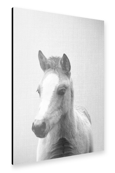 Alu-Dibond "Baby Horse - Black & White" 30x20 cm artboxONE