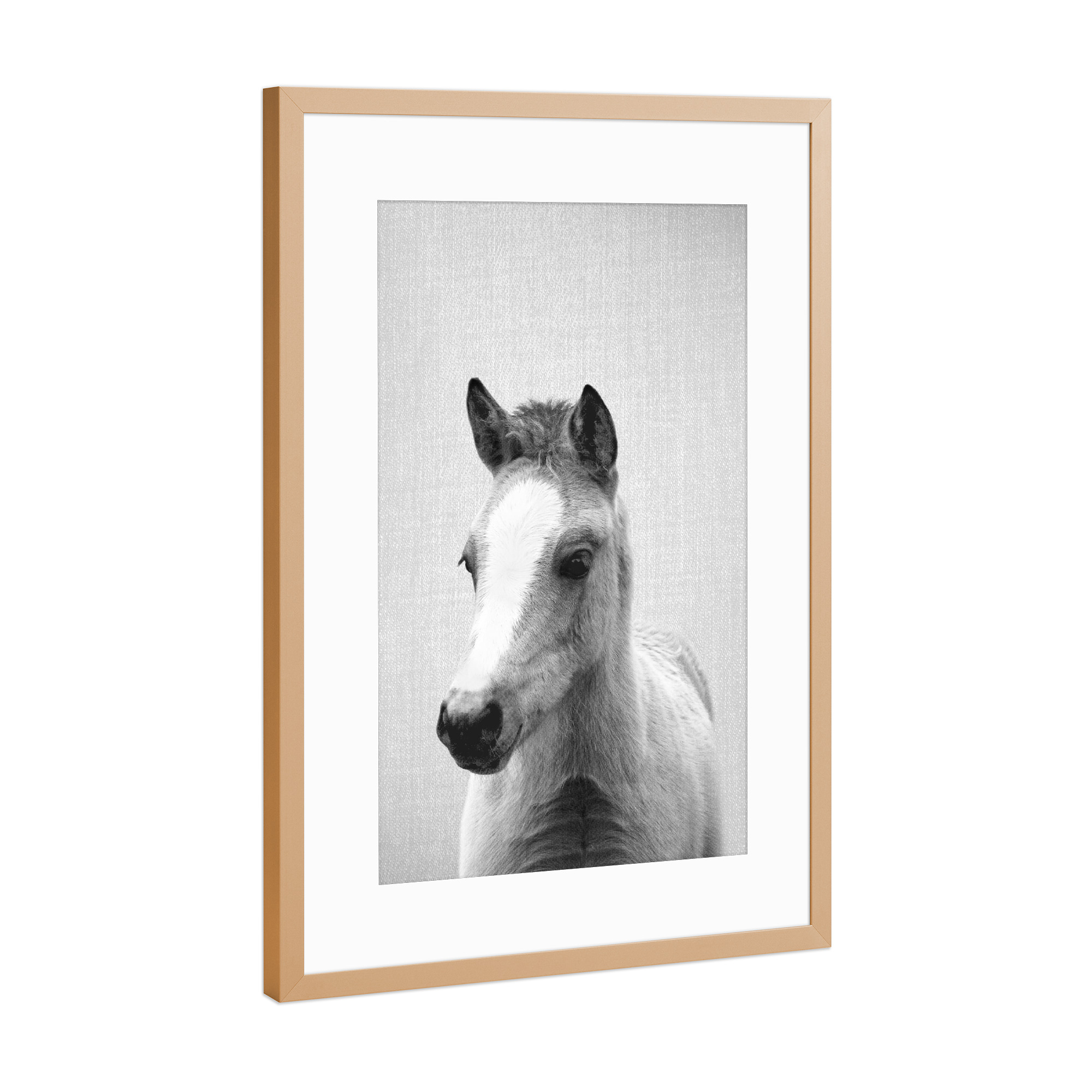Poster mit Rahmen Kupfer "Baby Horse - Black & White" artboxONE - Natur,Tiere,Schwarzweiß,Liebe