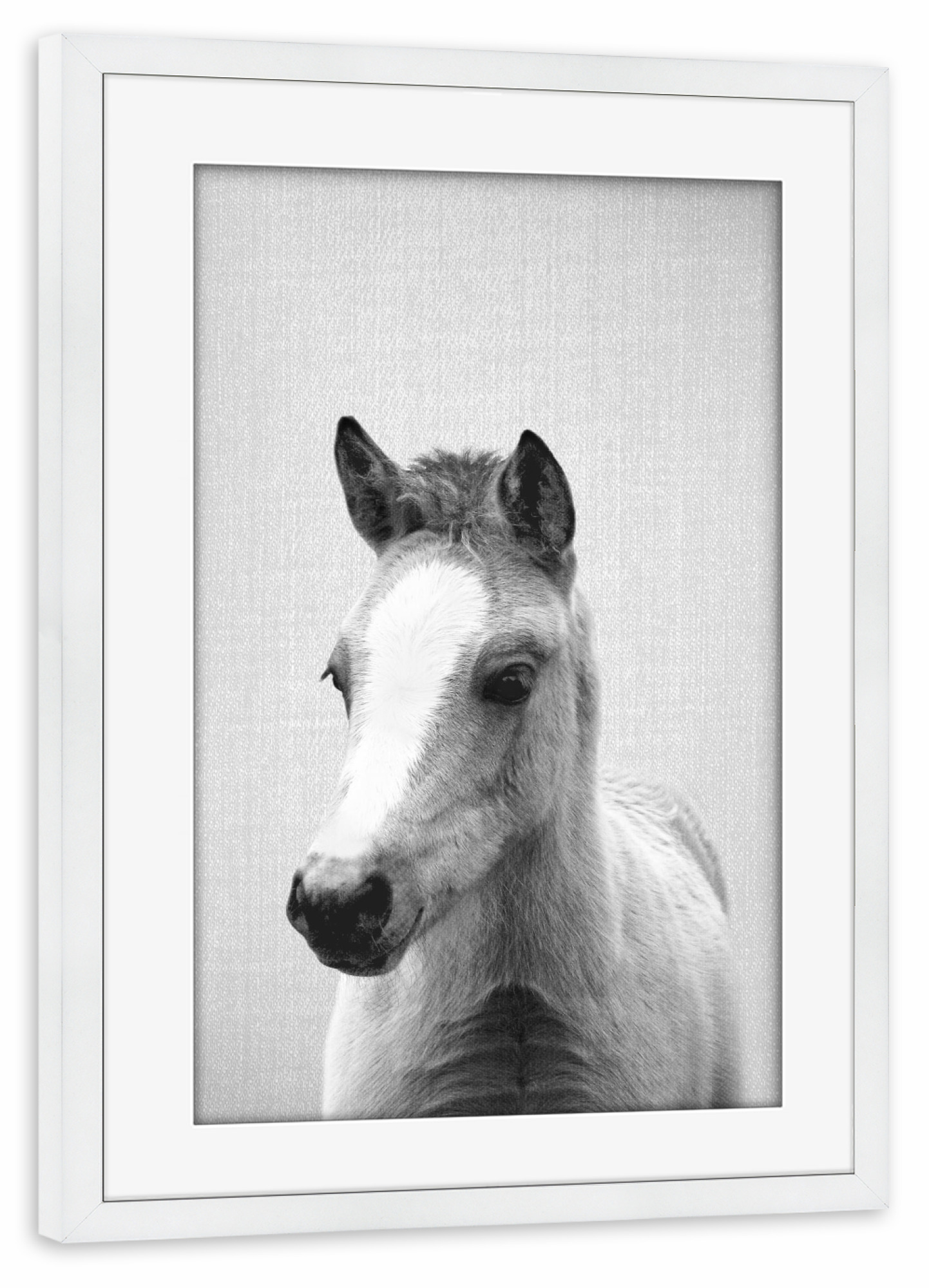 Poster mit Rahmen weiß "Baby Horse - Black & White" artboxONE - Natur,Tiere,Schwarzweiß,Liebe