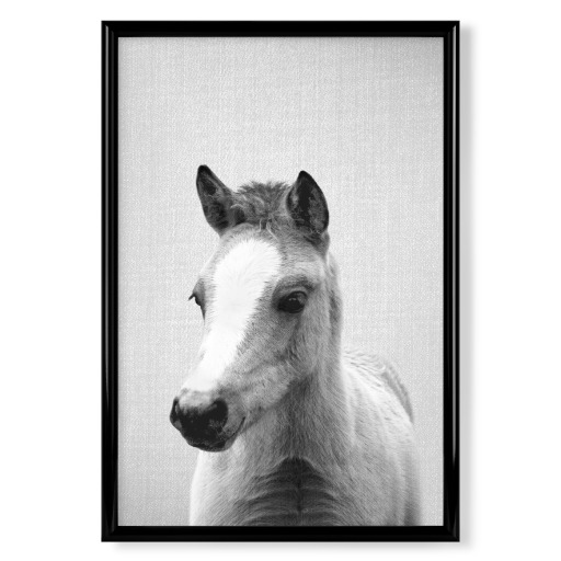 Baby Horse - Black & White