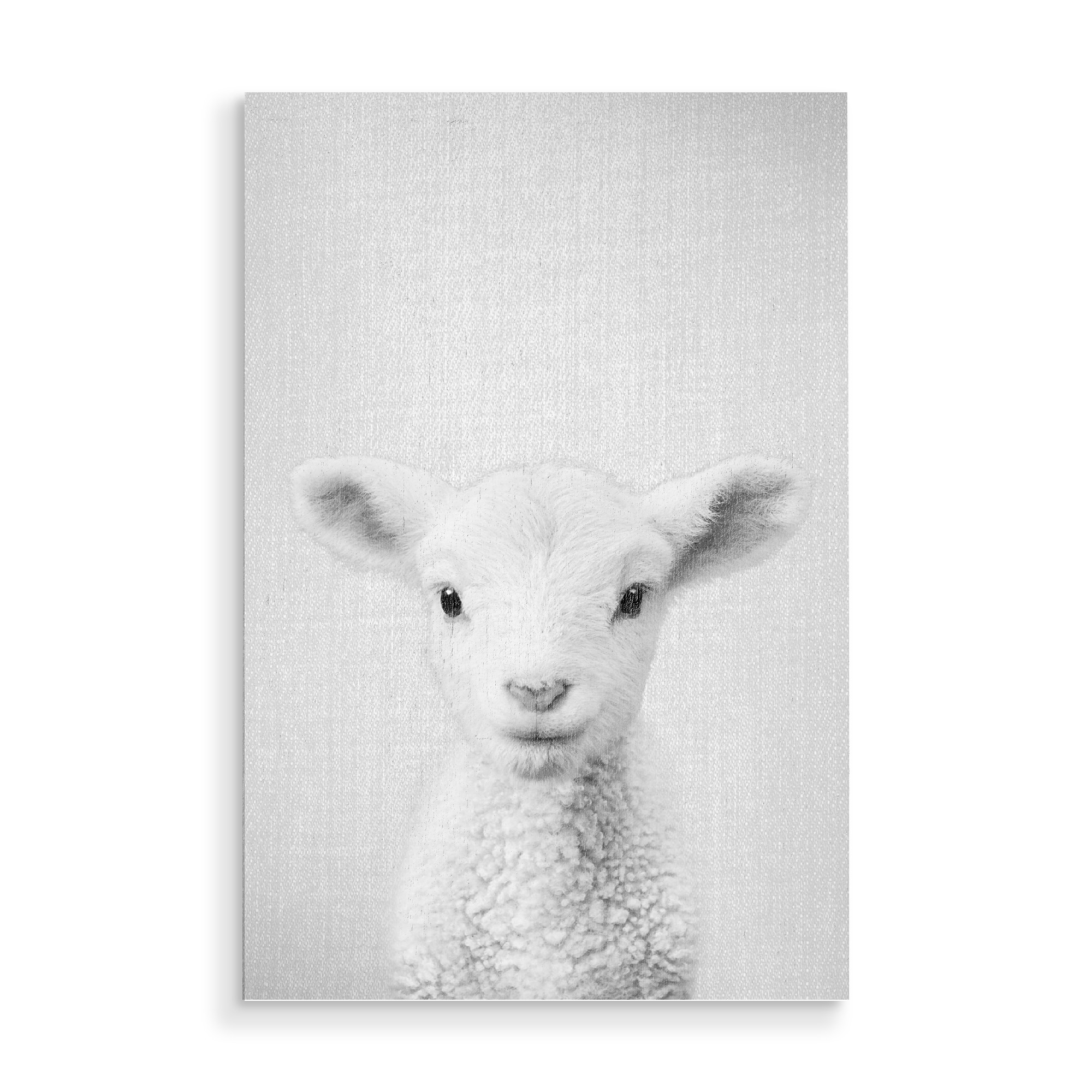 Holzbild "Lamb - Black & White" artboxONE - Tiere,Schwarzweiß