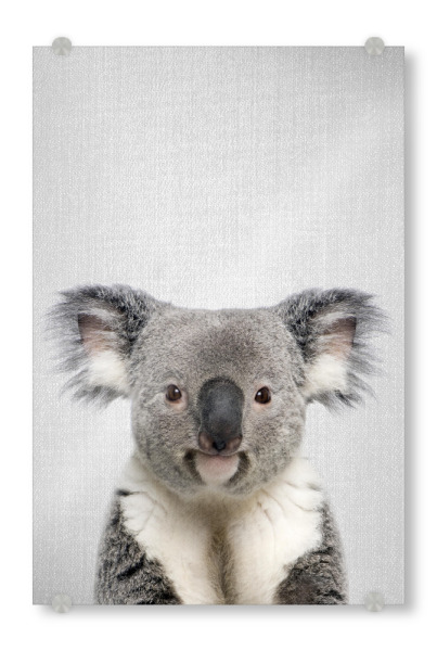 Acrylglasbild "Koala - Colorful" artboxONE - Tiere