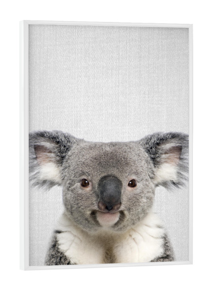 Poster mit weißem Rahmen "Koala - Colorful" artboxONE - Tiere