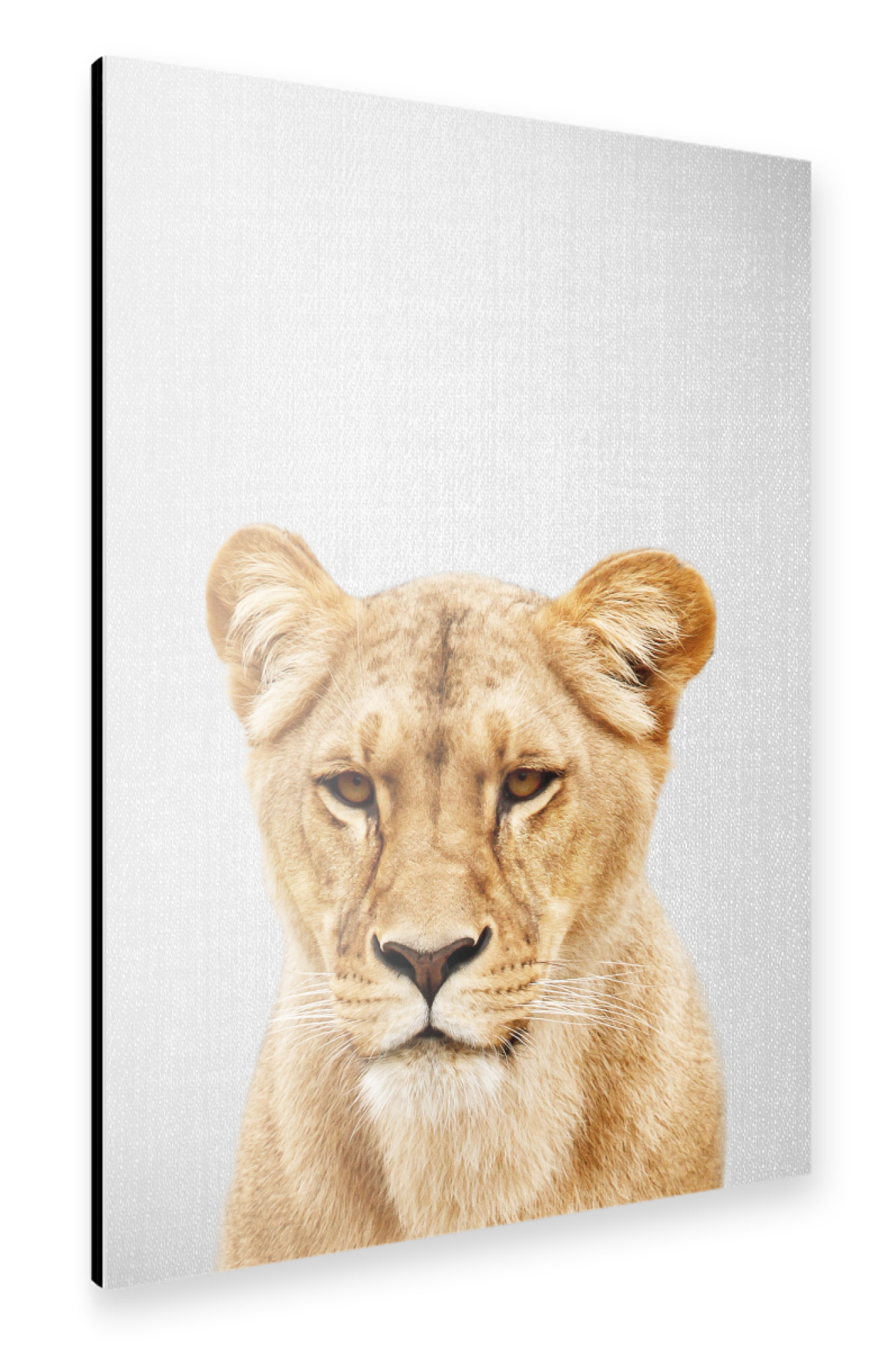 Alu-Dibond "Lioness - Colorful" 75x50 cm artboxONE