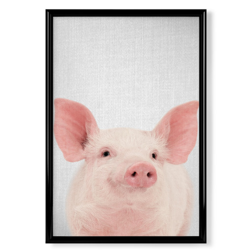 Pig - Colorful