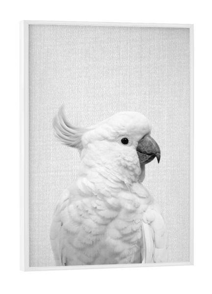 Poster mit weißem Rahmen "White Cockatoo - Black & White" artboxONE - Tiere,Schwarzweiß
