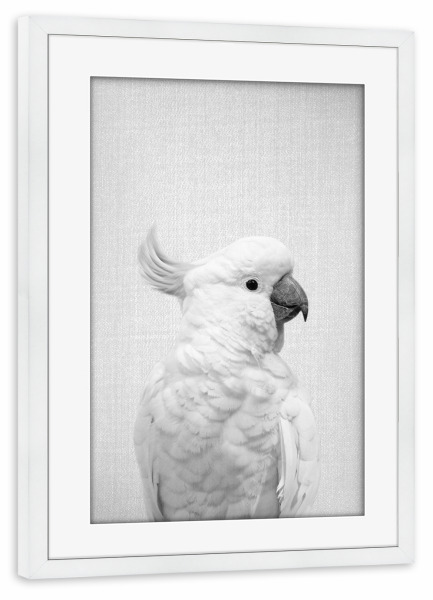 Poster mit Rahmen weiß "White Cockatoo - Black & White" artboxONE - Tiere,Schwarzweiß