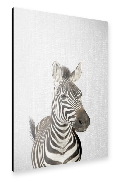 Alu-Dibond "Zebra - Colorful" 30x20 cm artboxONE