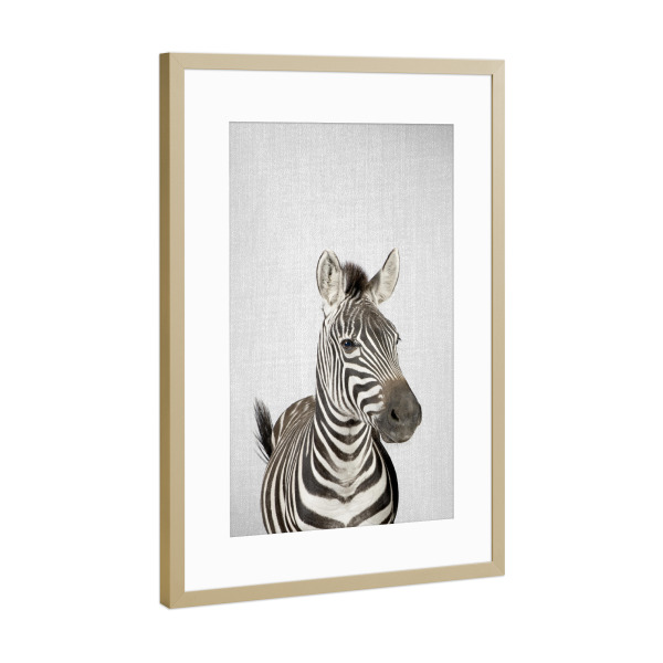 Poster mit Rahmen Gold "Zebra - Colorful" artboxONE - Tiere