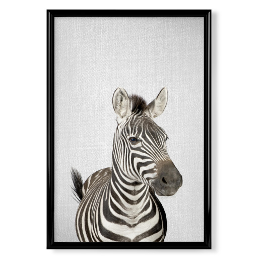 Zebra - Colorful