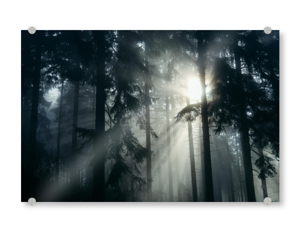 Acrylglasbild "Waldmotiv mit Lichtstrahlen" artboxONE - Natur