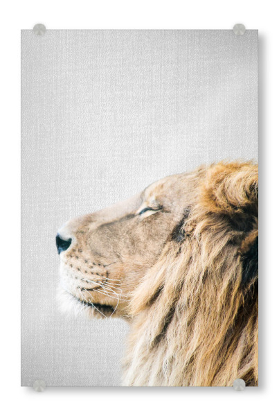 Acrylglasbild "Lion Portrait - Colorful" artboxONE - Tiere