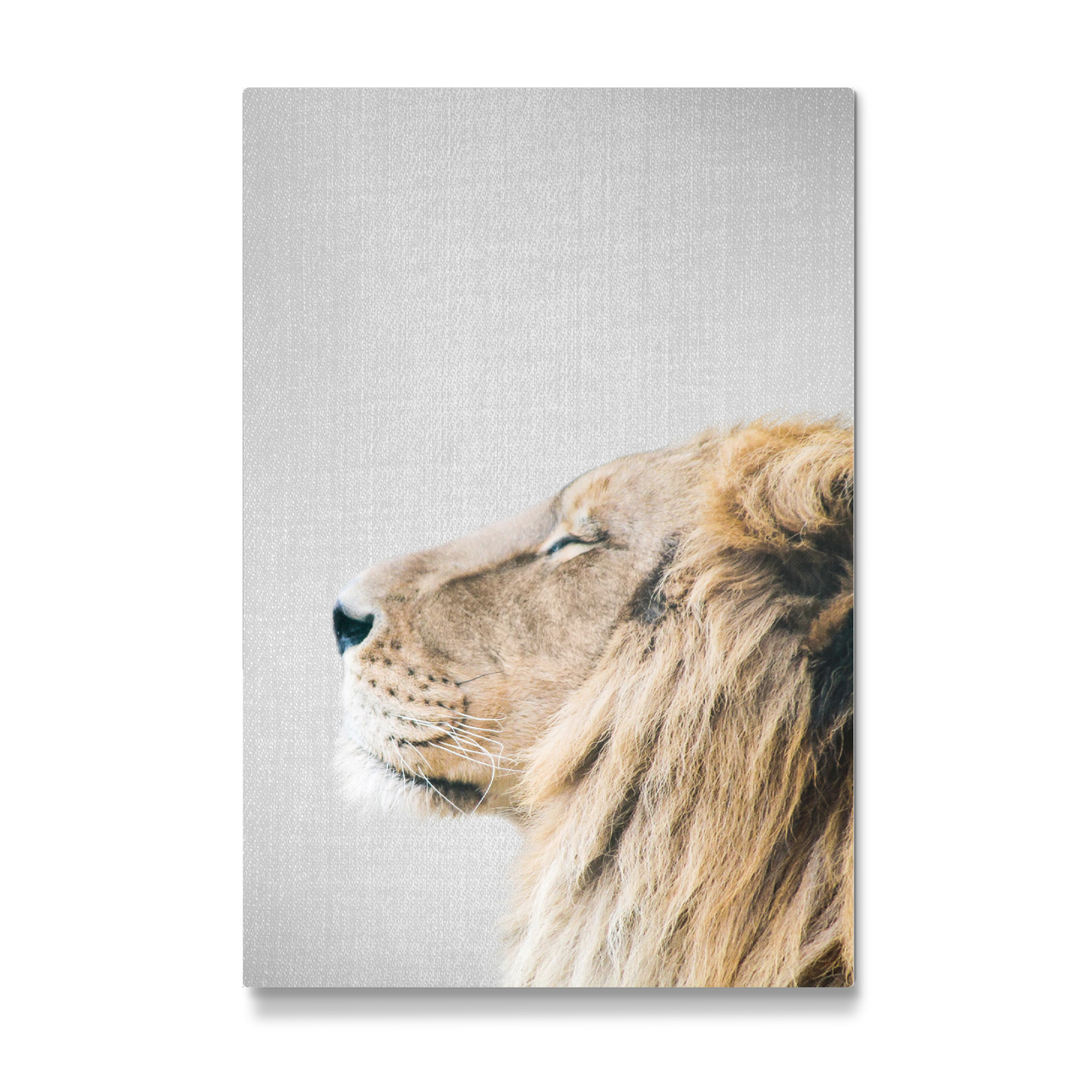 Galerie-Print "Lion Portrait - Colorful" 75x50 cm artboxONE