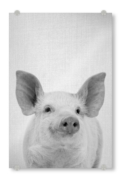 Acrylglasbild "Pig - Black & White" artboxONE - Tiere,Schwarzweiß