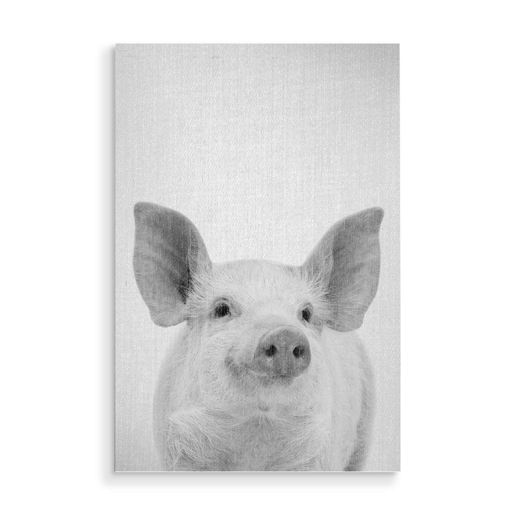 Holzbild "Pig - Black & White" artboxONE - Tiere,Schwarzweiß
