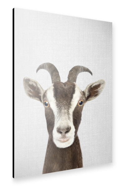 Alu-Dibond "Goat - Colorful" 30x20 cm artboxONE