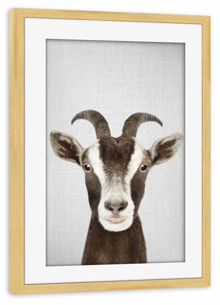 Poster mit Rahmen kiefer "Goat - Colorful" artboxONE - Tiere